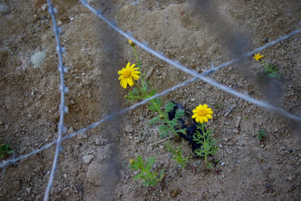 A dirt ground with yellow flowers sprouting behind a chain link fence
